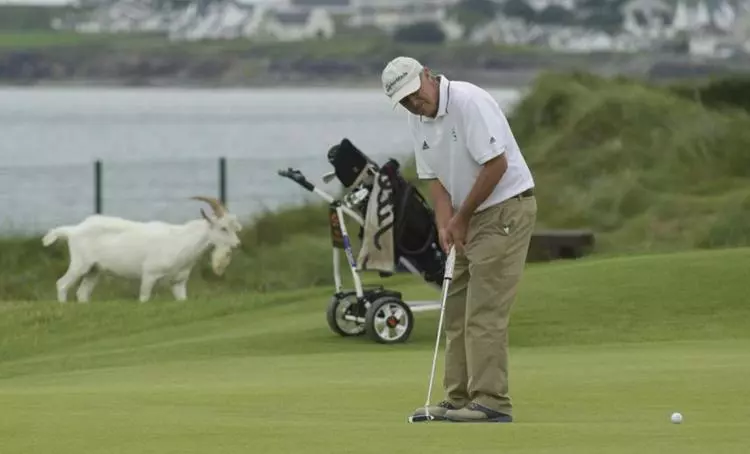 Aamiaismajoitus (B&B) Nevins Newfield Inn Ltd