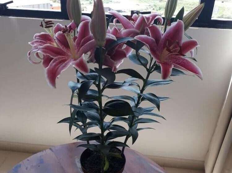 هتل Village Plaza