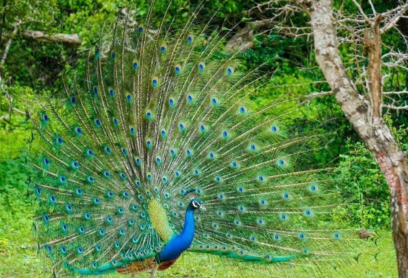 Humbhaha Jungle Yala Nature Eco Resort