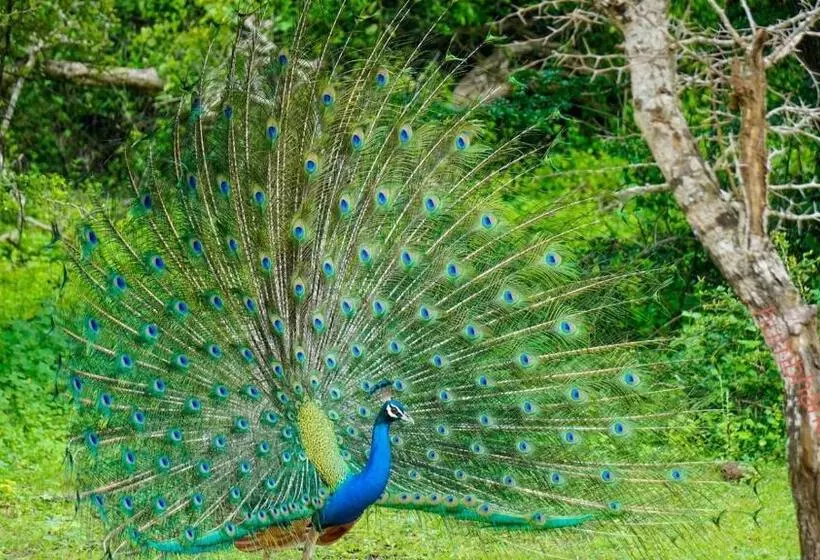 Humbhaha Jungle Yala Nature Eco Resort
