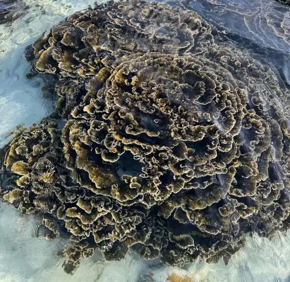 پانسیون Lhohi White Sand