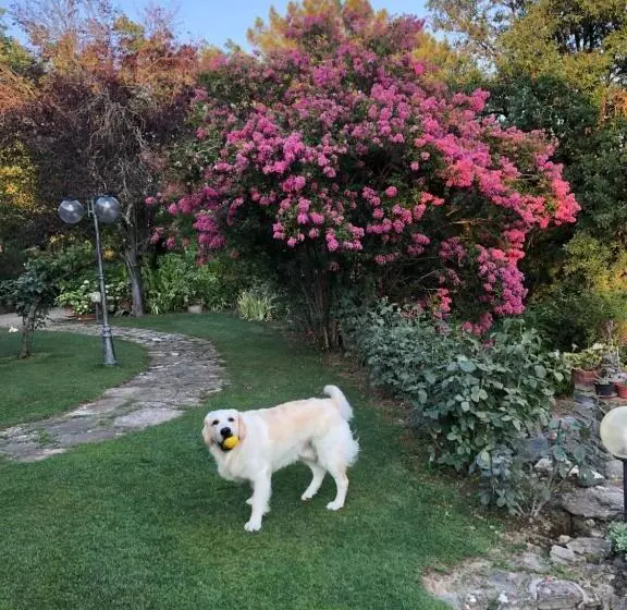 Bed and Breakfast Villaspino