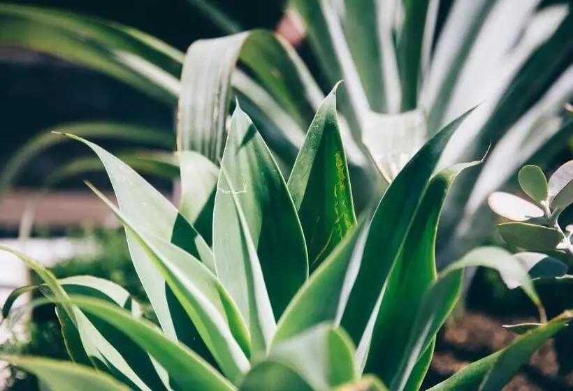 ホテル Coogee Bay