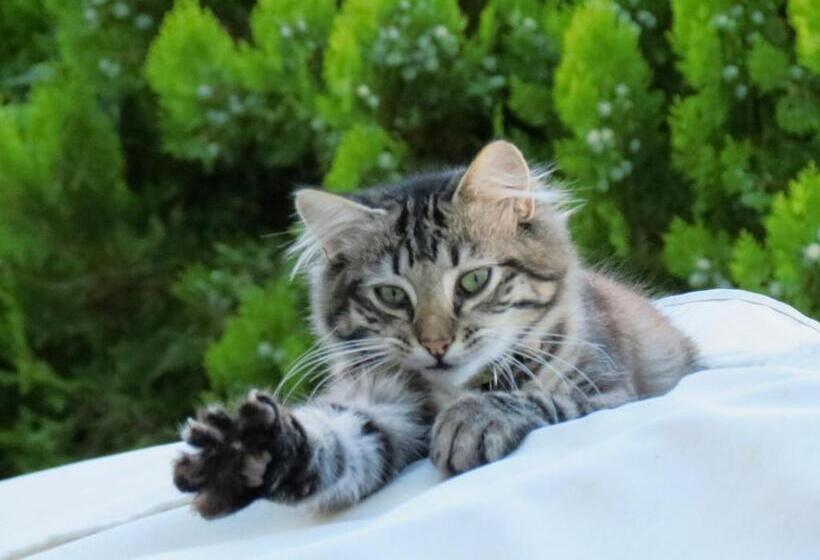 هتل Edenwood House