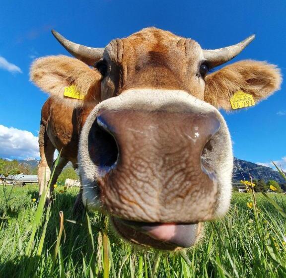 فندق Gästehaus Köpf