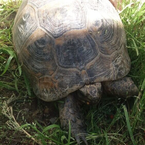 Hotel Orion Guest House