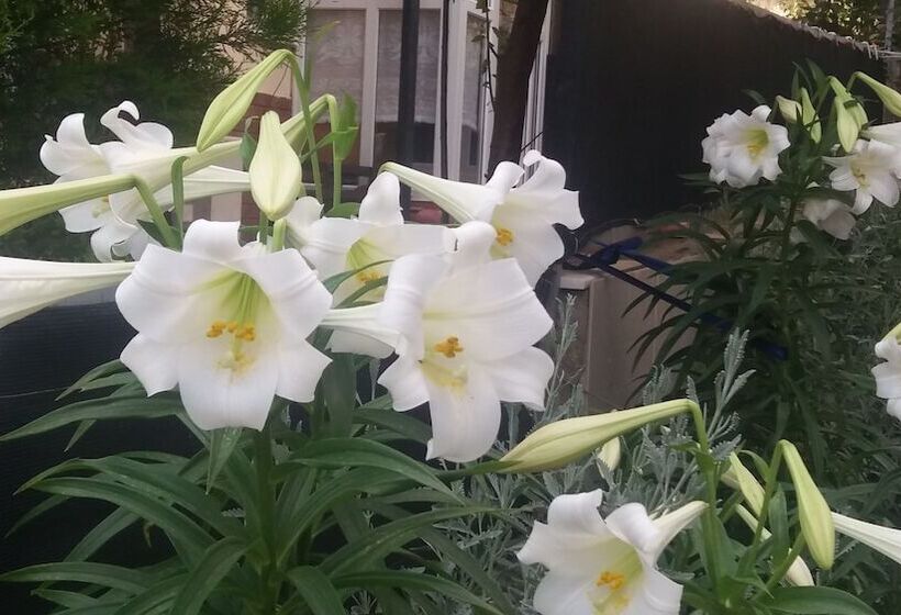 Hotel Orion Guest House