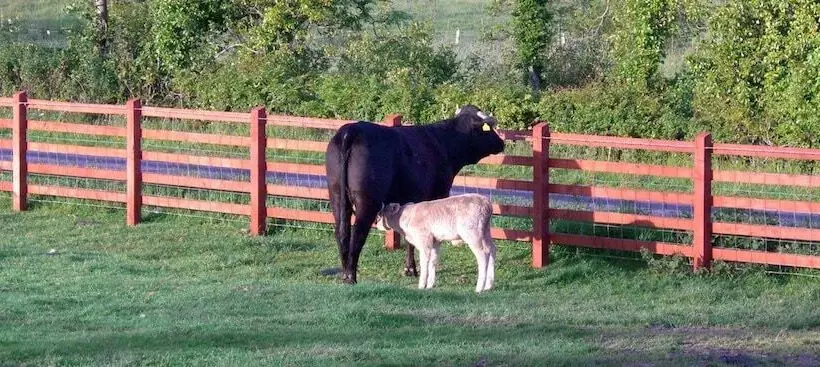 Aamiaismajoitus (B&B) Avondale Farmhouse