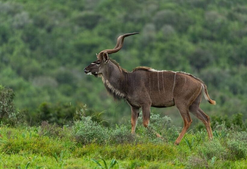 בית מלון כפרי Mantis Founders Lodge