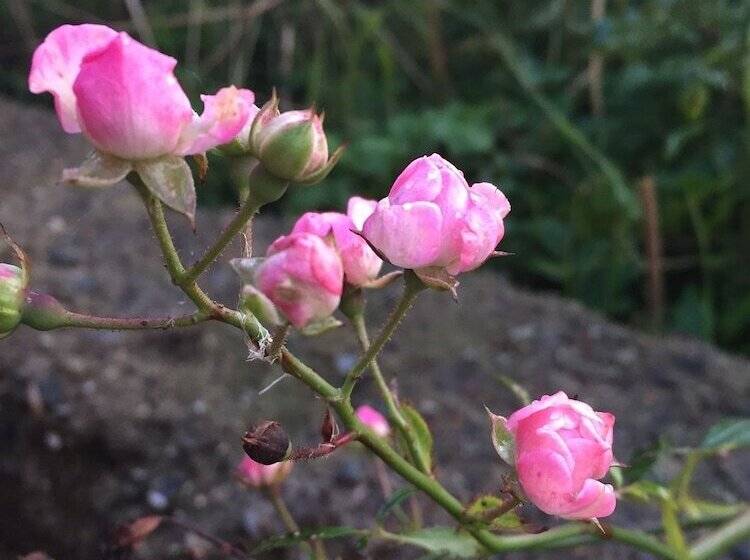 Alsbrogaard Deluxe Bed & Breakfast