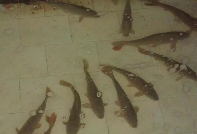 Guesthouse To Fragma