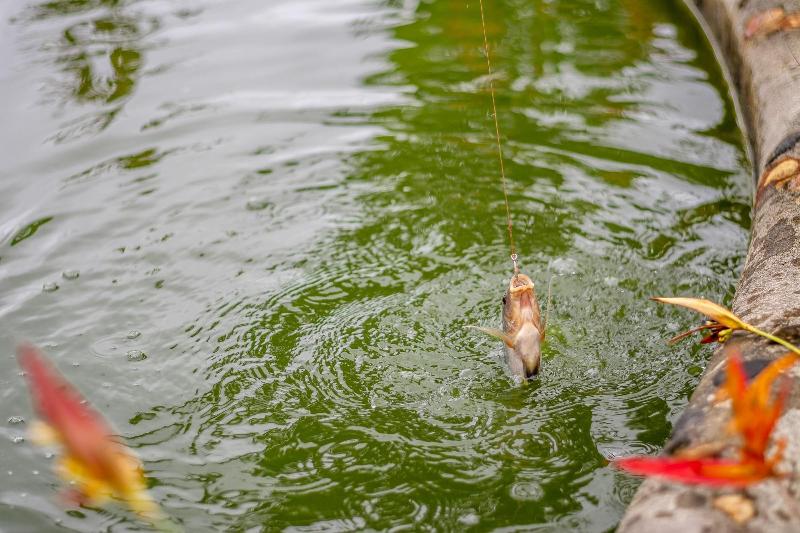 酒店 Aunty Arenal Lodge