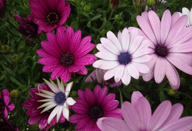 Hotelli Daisy's Guest House