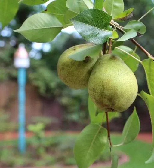 ホテル Tudor Oaks Inn