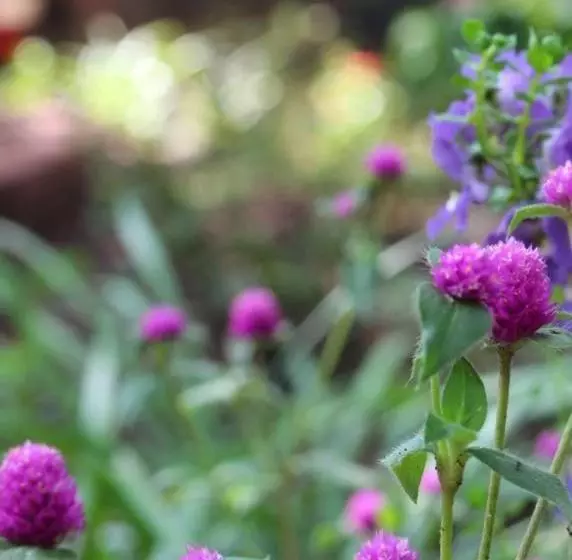 ホテル Tudor Oaks Inn