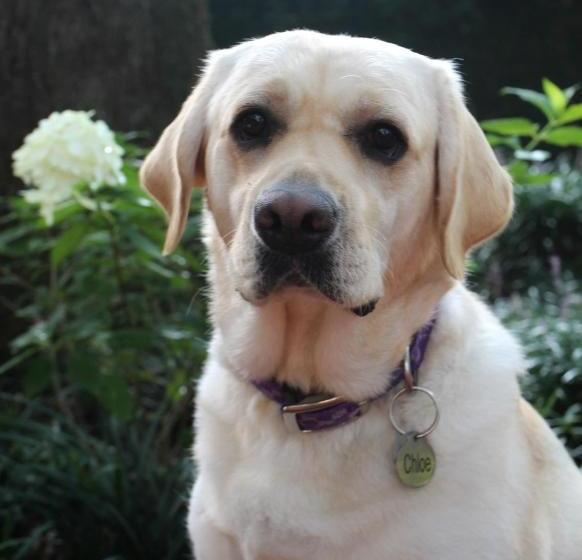 Отель Tudor Oaks Inn