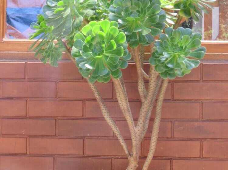 فندق Carnation Rest