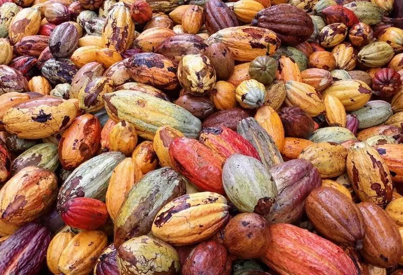 هتل Roça Santo António Ecolodge