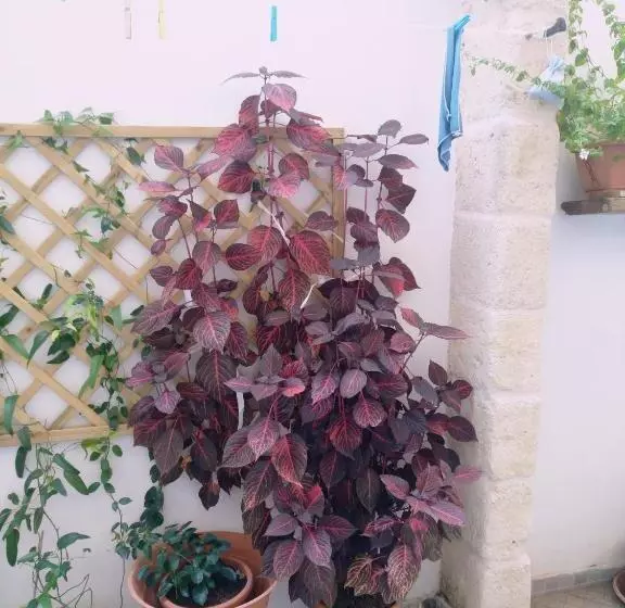 ホテル Casa Della Nonna Polignano A Mare