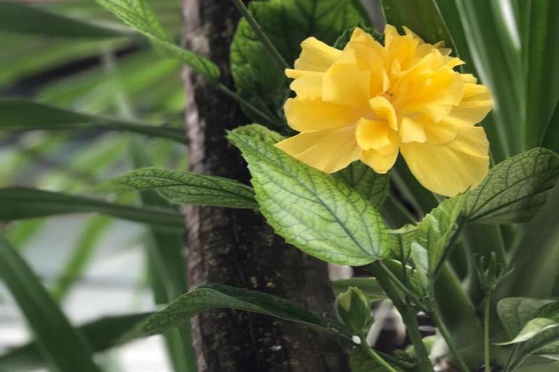 Rimklong Boutique Hotel Trad