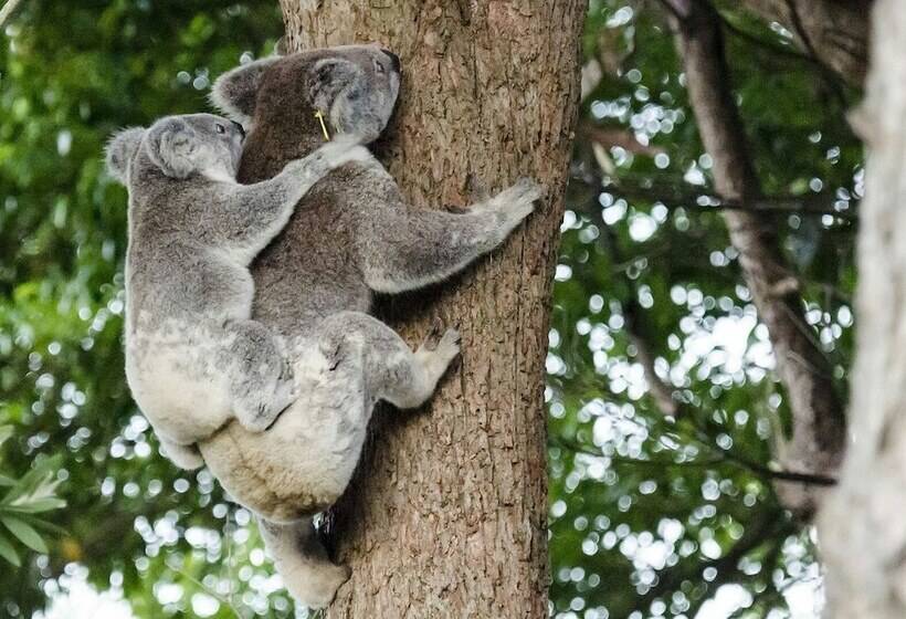 בית מלון כפרי Flynns Beach Caravan Park