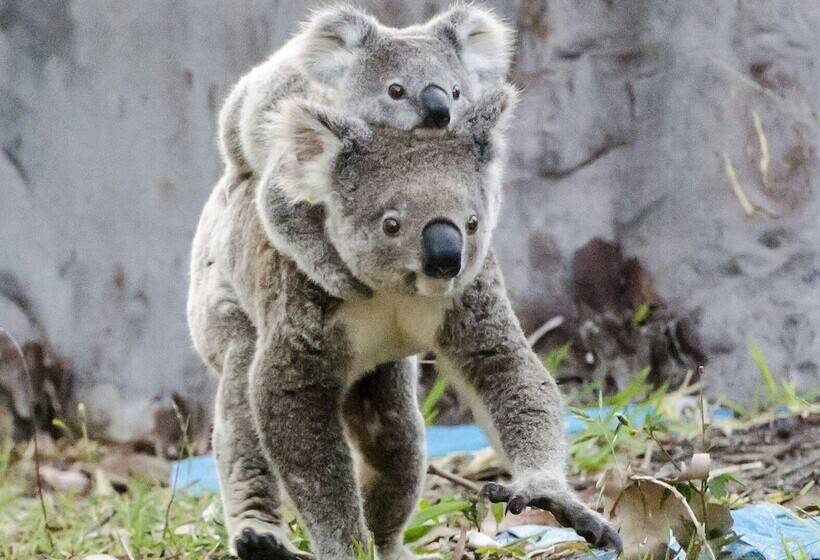 בית מלון כפרי Flynns Beach Caravan Park