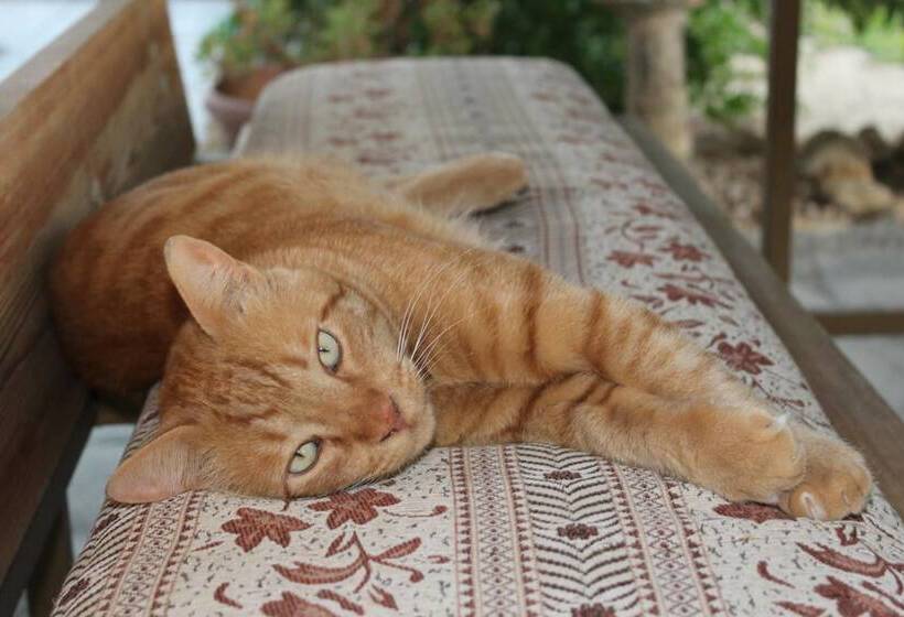 هتل Petra Bed & Breakfast