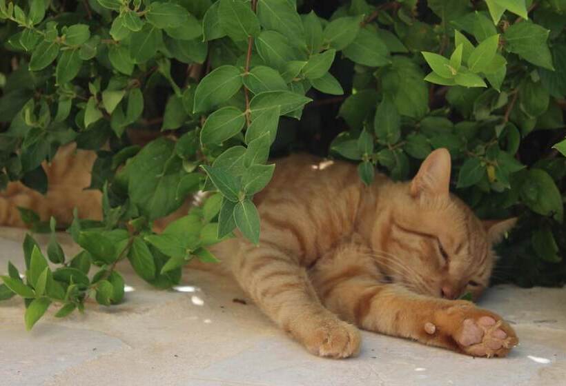 هتل Petra Bed & Breakfast