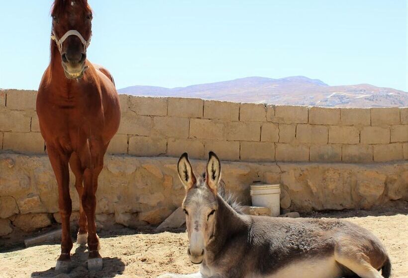 هتل Petra Bed & Breakfast