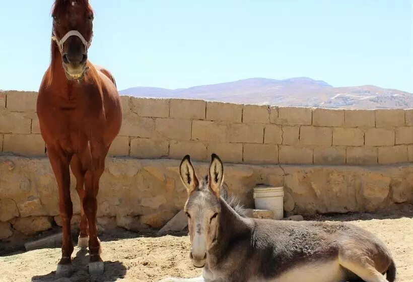 هتل Petra Bed & Breakfast
