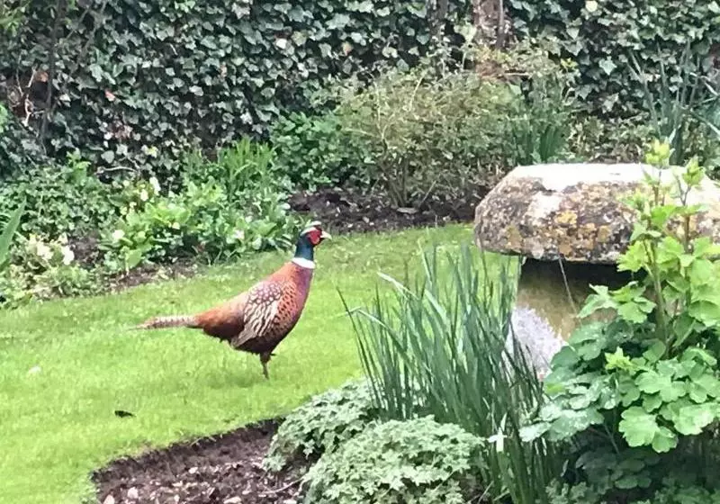 Hotelli Pigeon House Cottage B&b