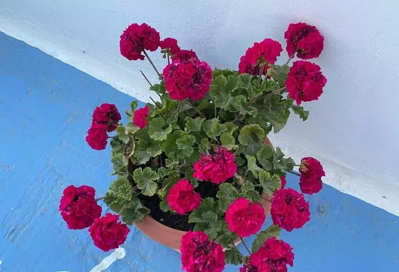 Hotelli Aegeon Pension