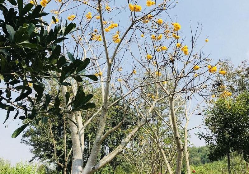 בית מלון כפרי Suan Phueng Pa Wai Resort