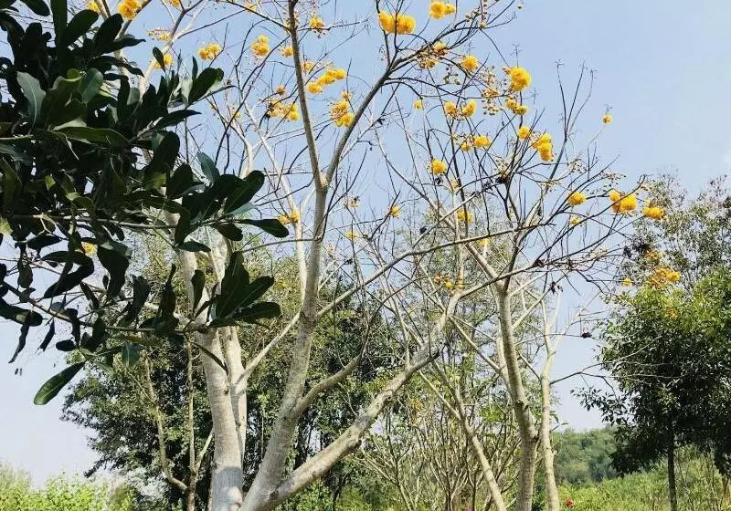 Hotelli Suan Phueng Pa Wai Resort