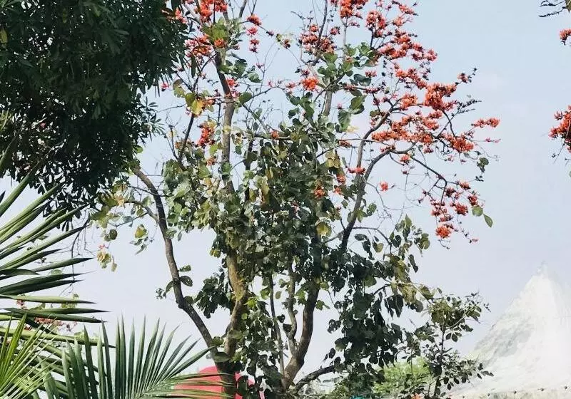 Hotelli Suan Phueng Pa Wai Resort