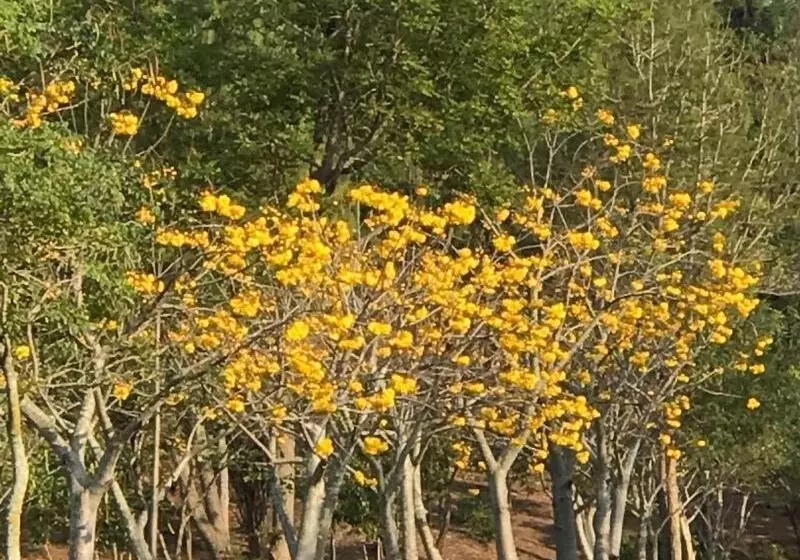 Hotelli Suan Phueng Pa Wai Resort