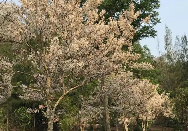 Hotelli Suan Phueng Pa Wai Resort