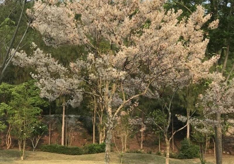 בית מלון כפרי Suan Phueng Pa Wai Resort