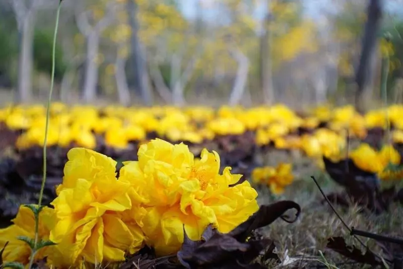 Hotelli Suan Phueng Pa Wai Resort