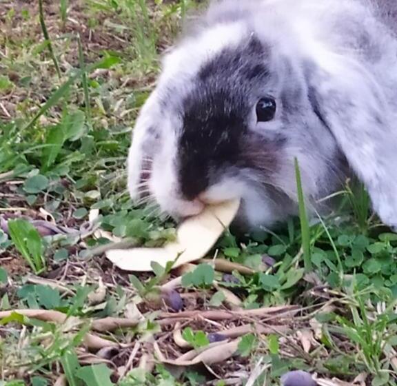 مبيت وإفطار O Chalet