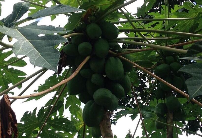 پانسیون A Peace In Paradise