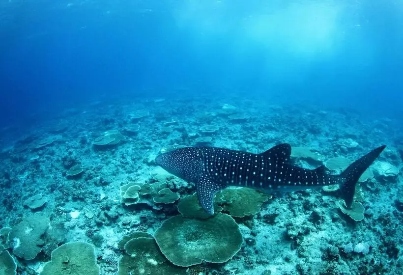 پانسیون Whale Shark Inn Maldives