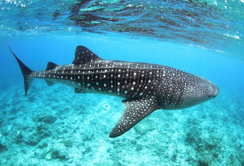 پانسیون Whale Shark Inn Maldives