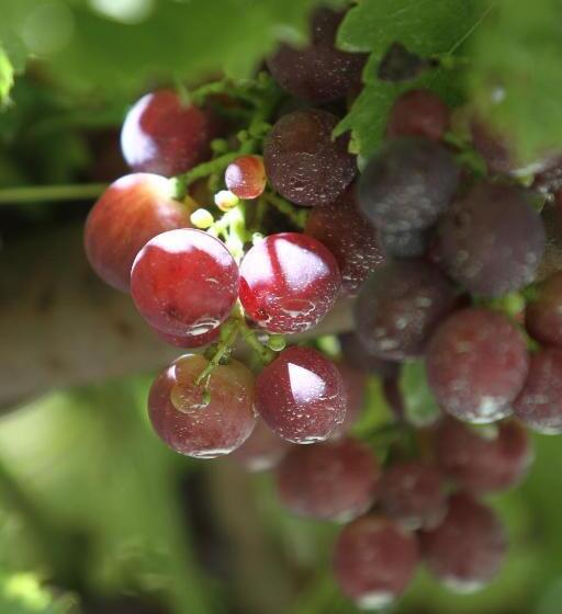 酒店 Agriturismo Cascina Mariale