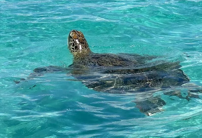 پانسیون Poé Côté Lagon Beach Bungalows
