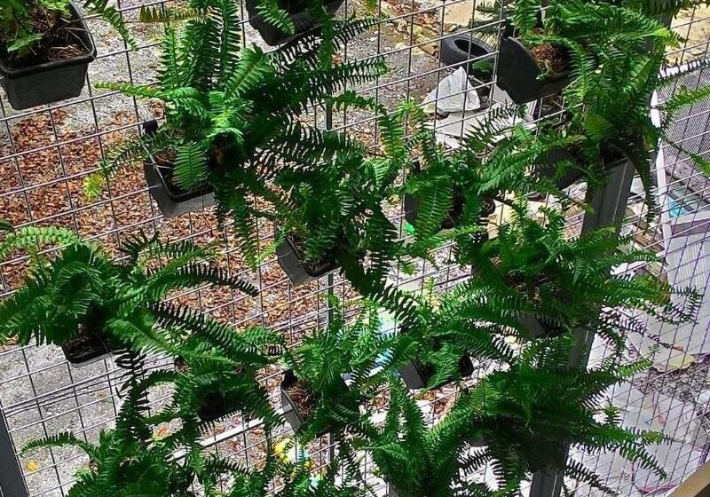 酒店 Emperor's Suites