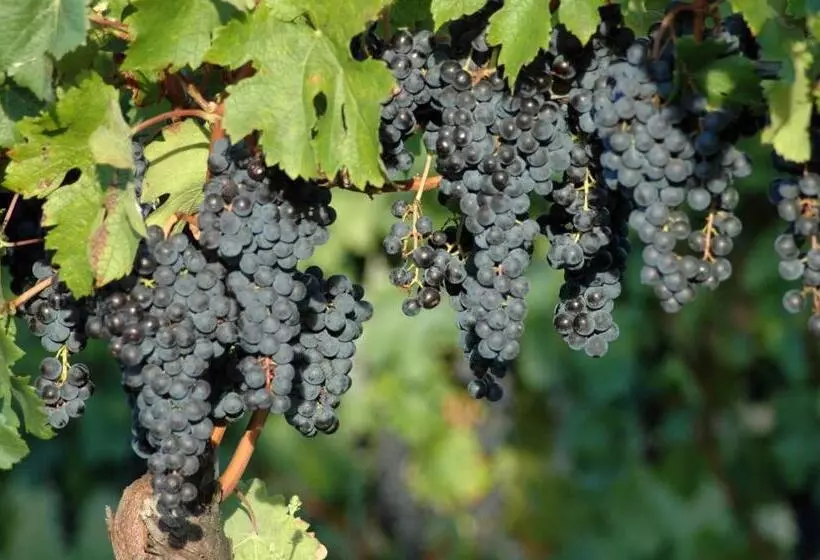 ホテル Casali Del Picchio   Winery