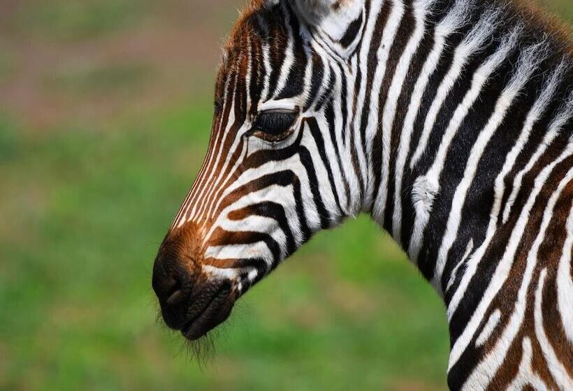 Hotel Serengeti Wildebeest Camp