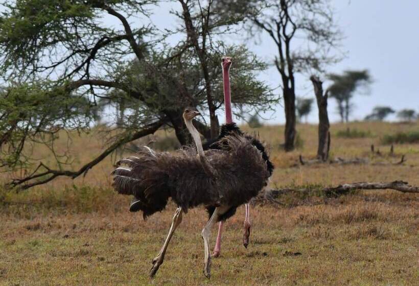 Hotel Serengeti Wildebeest Camp