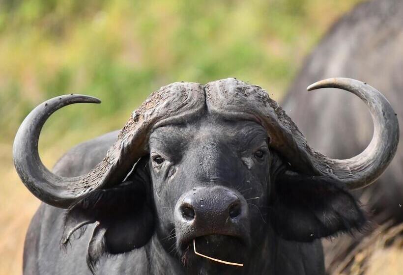 Hotel Serengeti Wildebeest Camp